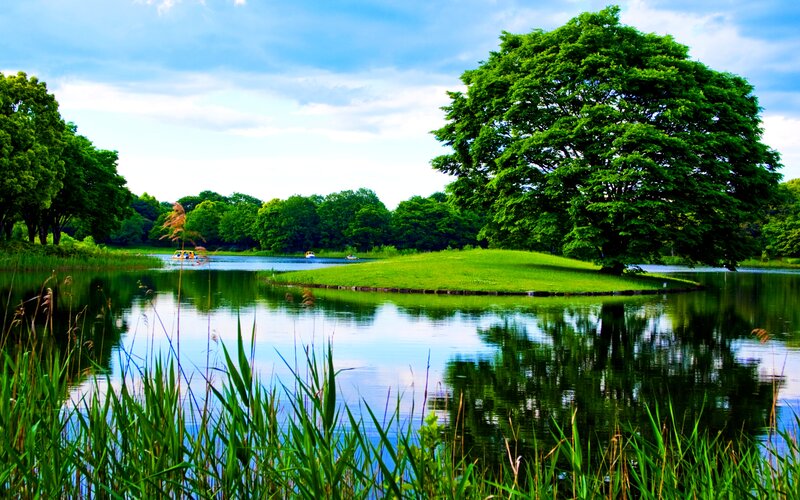 Island with Large Tree
