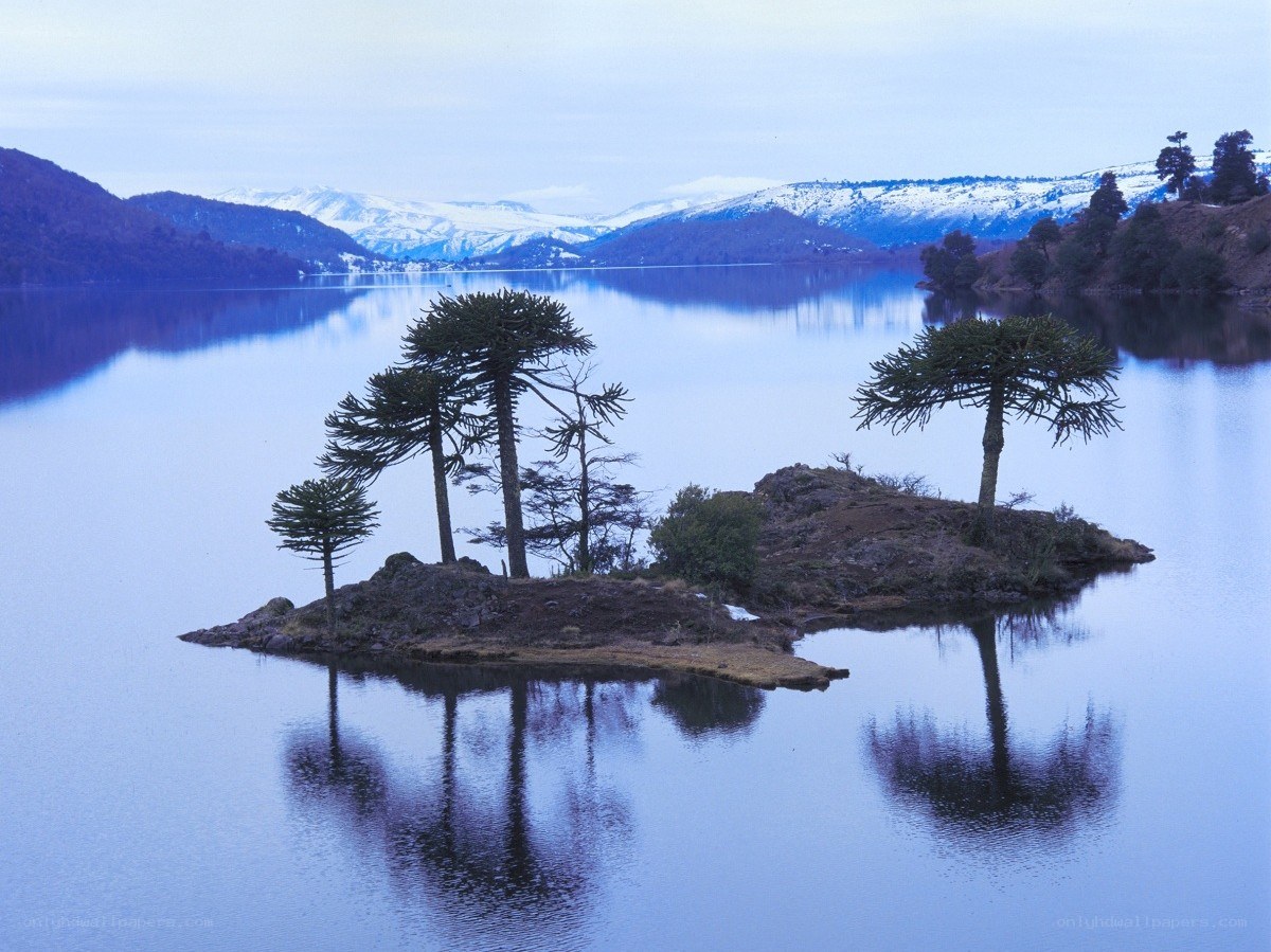 Island with monkey puzzle trees
