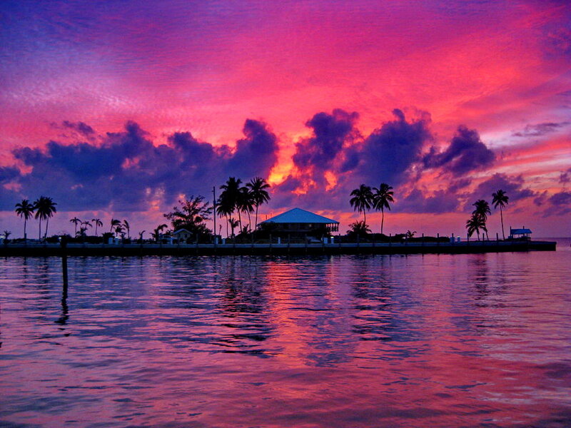 Island with Palm Trees — Pink