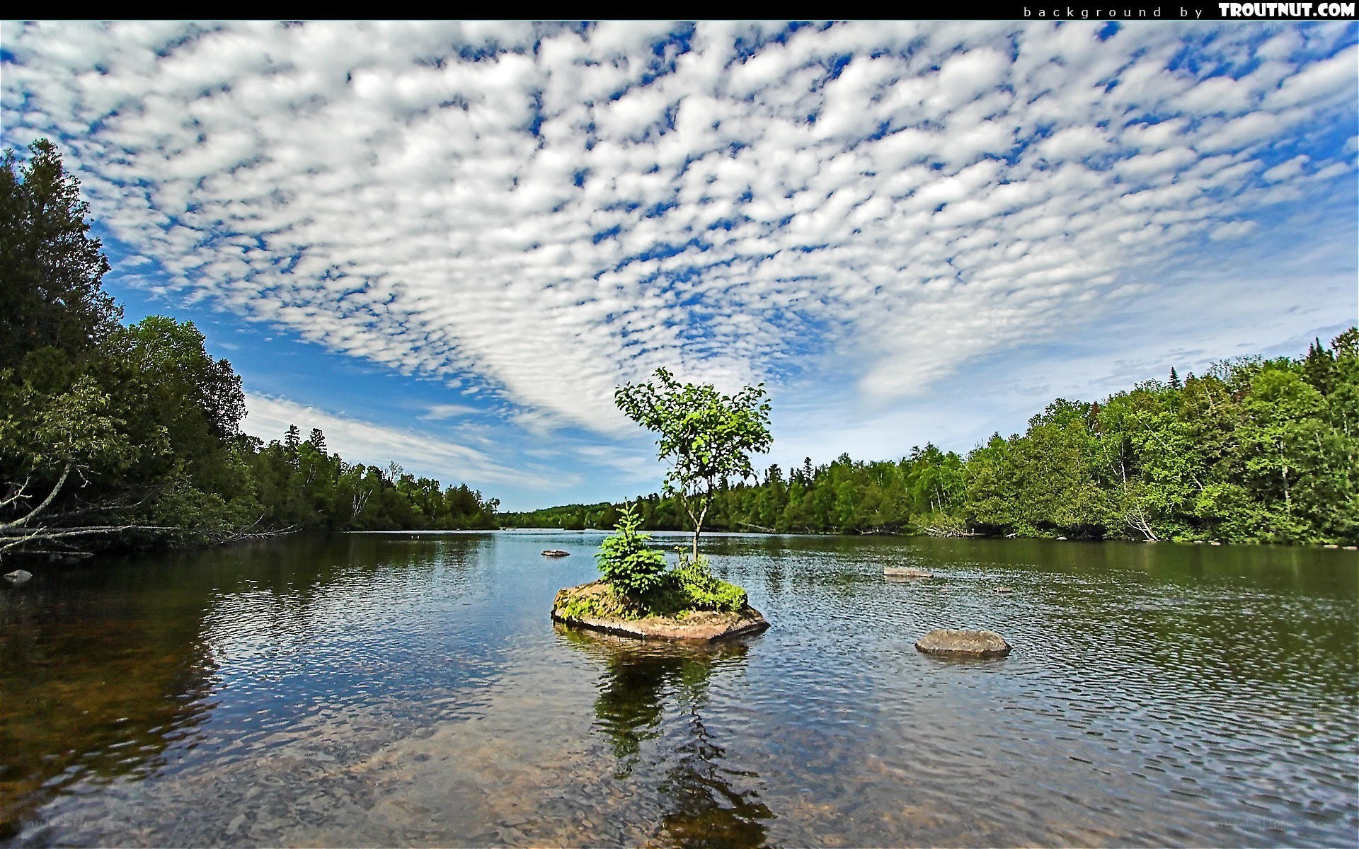 Island with tree in lake
