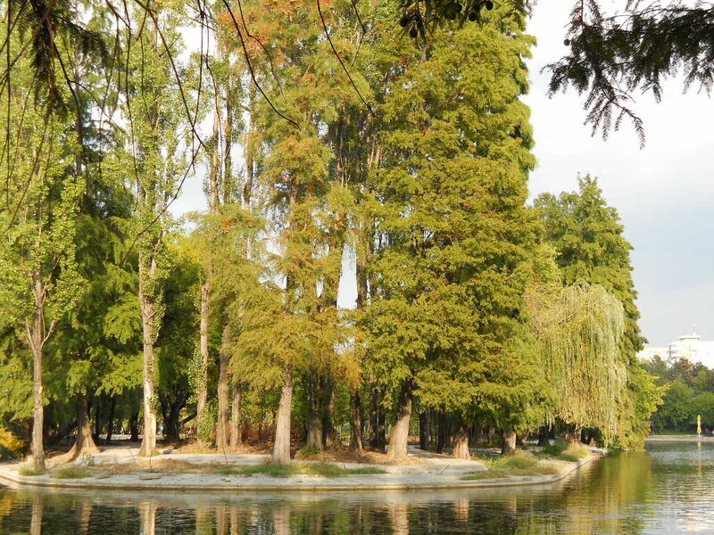 Island with trees in a park