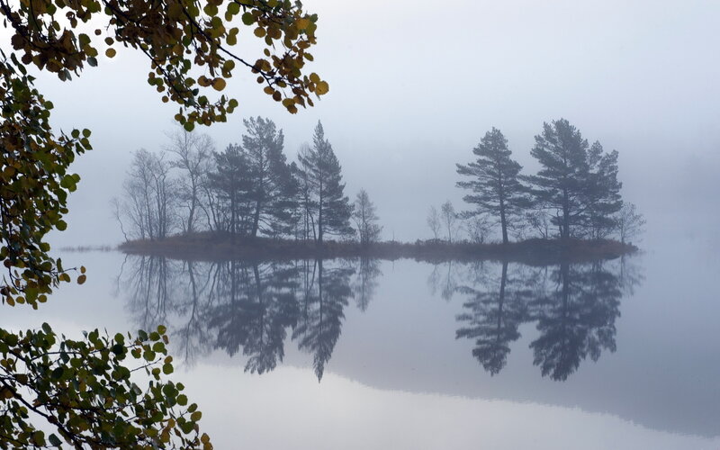 Island with Trees in Fog