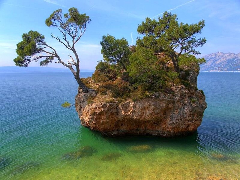 Island with trees in the sea