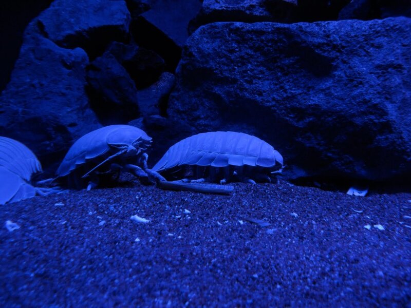 Isopod Crustaceans