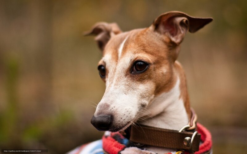 Italian Greyhound Dog — Brown, Calm, Afternoon