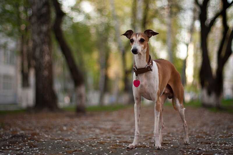 Italian Greyhound Dog — Brown, Calm
