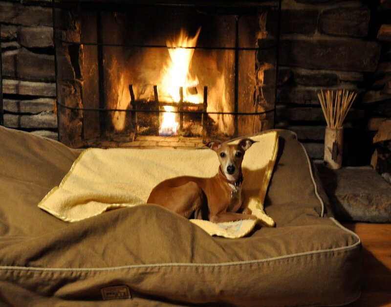 Italian Greyhound Dog