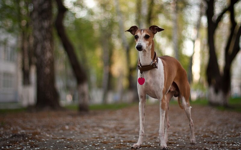 Italian Greyhound in park