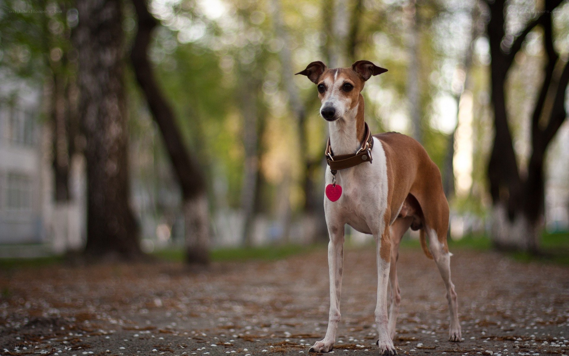Italian Greyhound in park