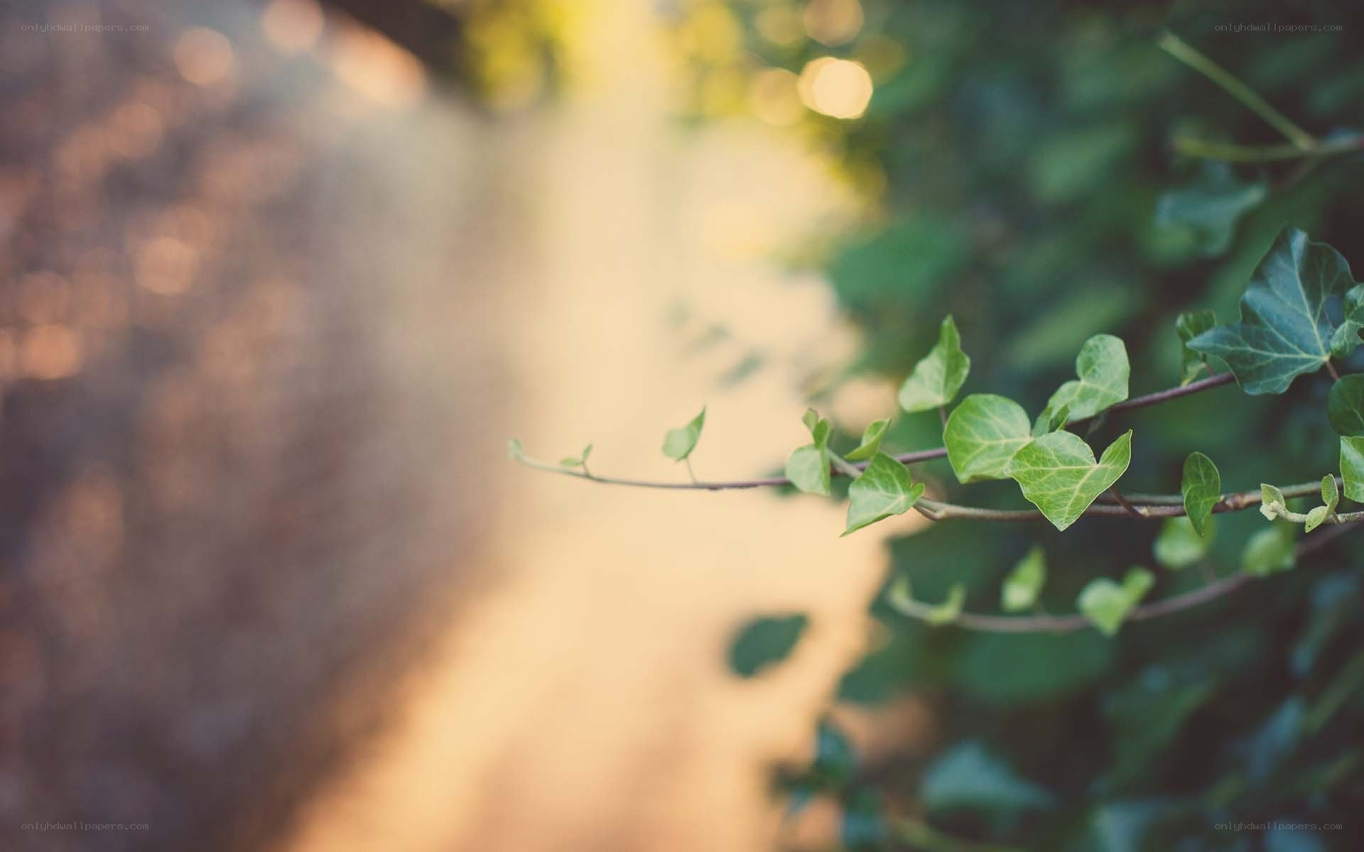 ivy branch in sunlight