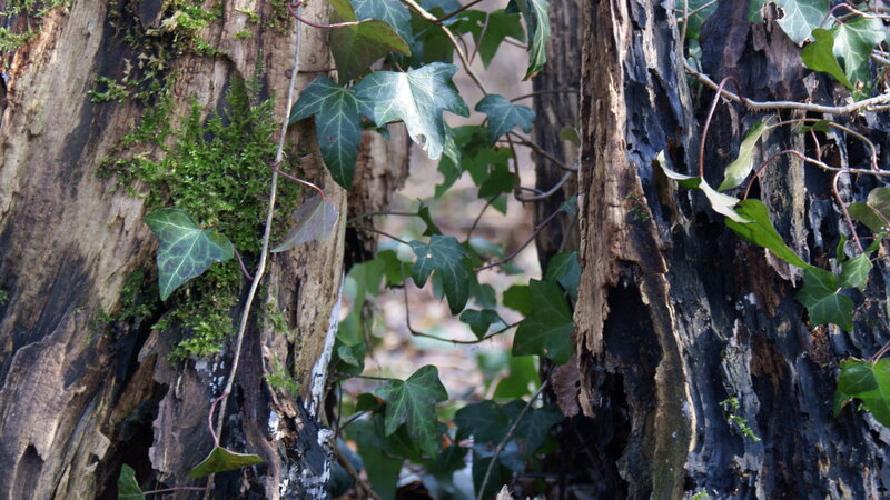 ivy climbing a decaying tree