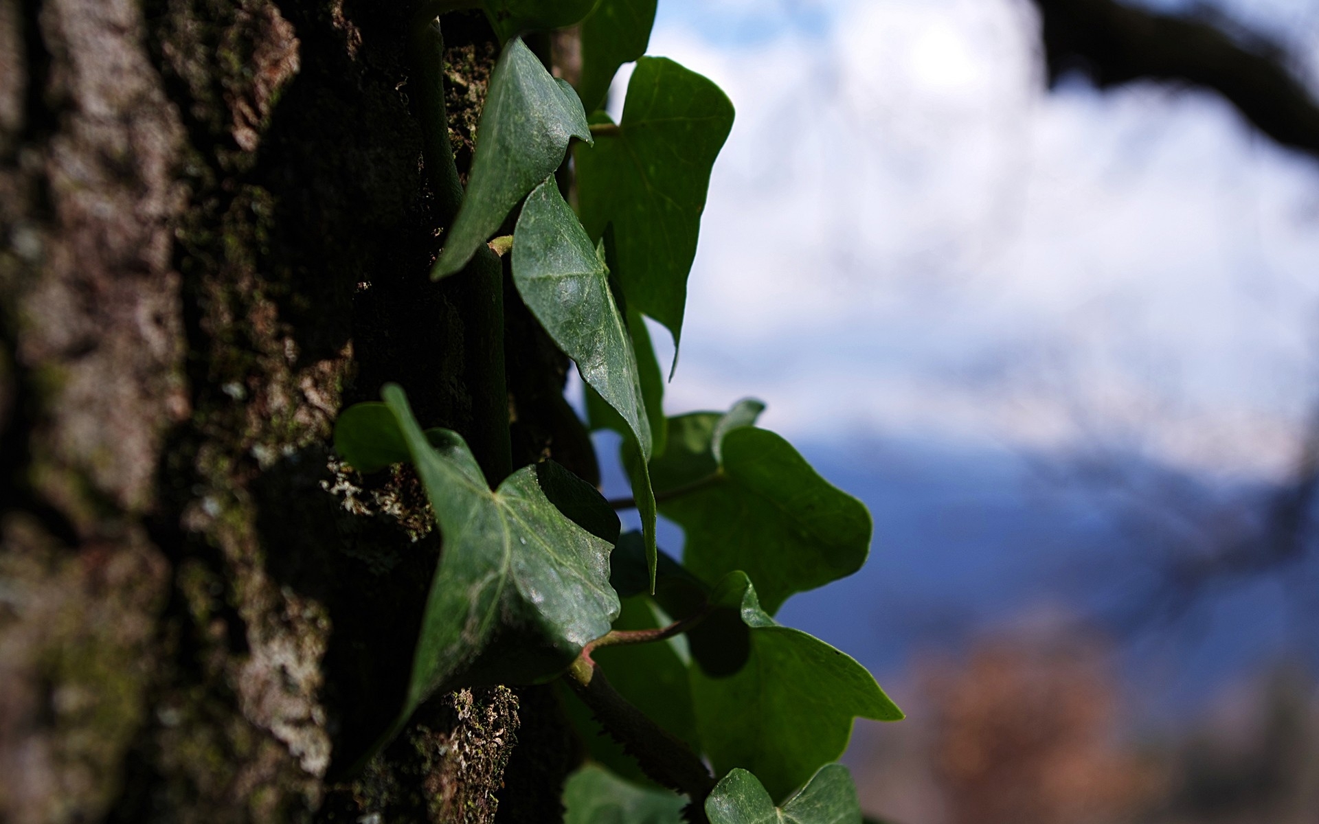 Ivy climbing a tree trunk