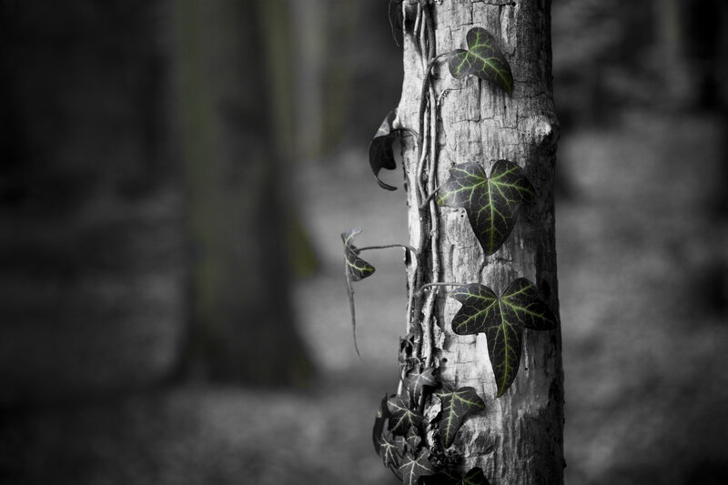 Ivy climbing a tree trunk