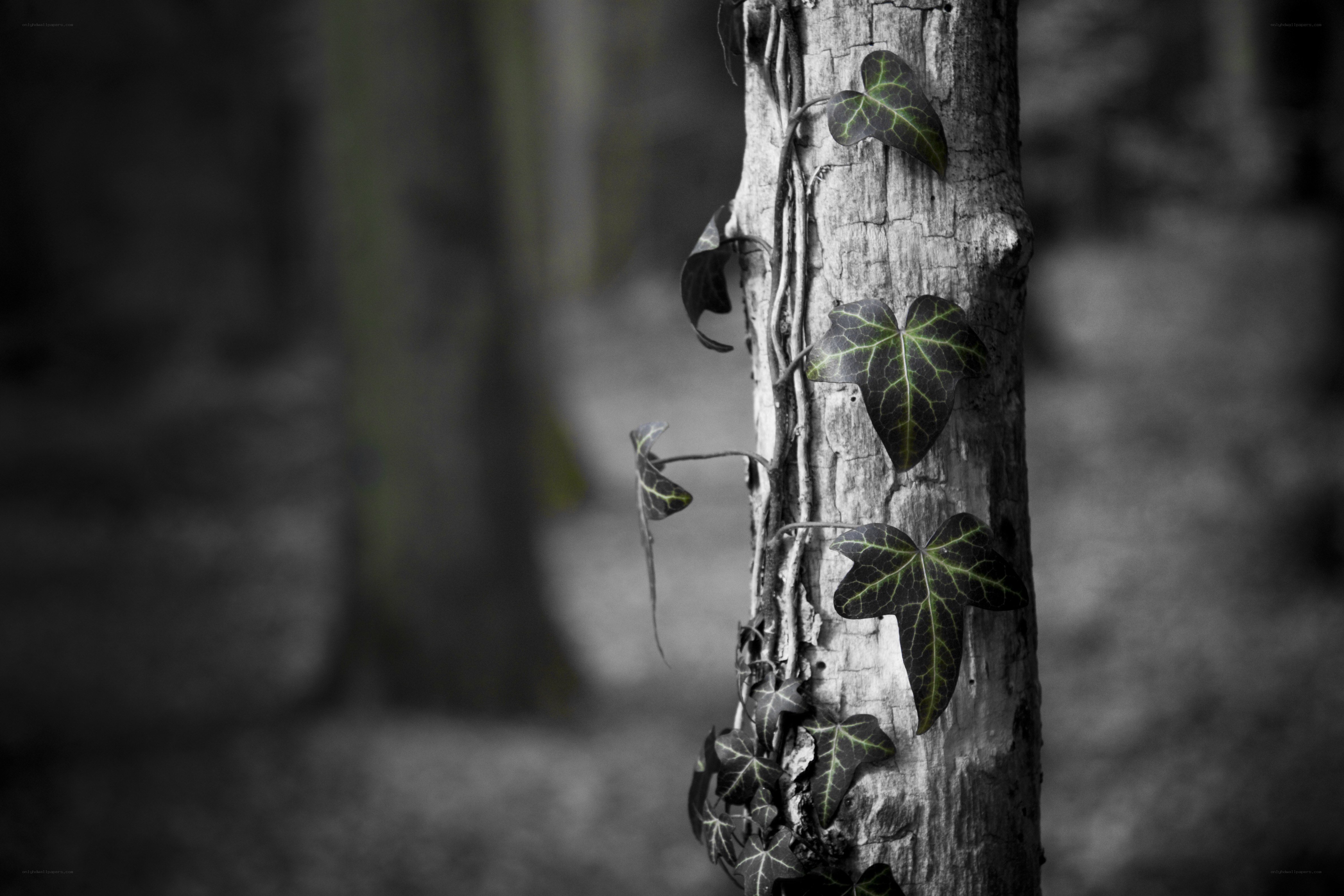 Ivy climbing a tree trunk