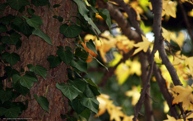 Ivy climbing a tree trunk