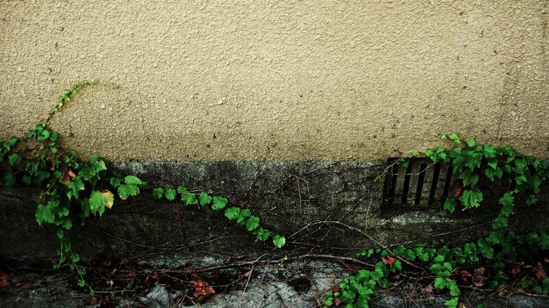 ivy climbing a wall