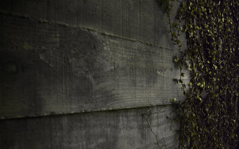 ivy climbing concrete wall