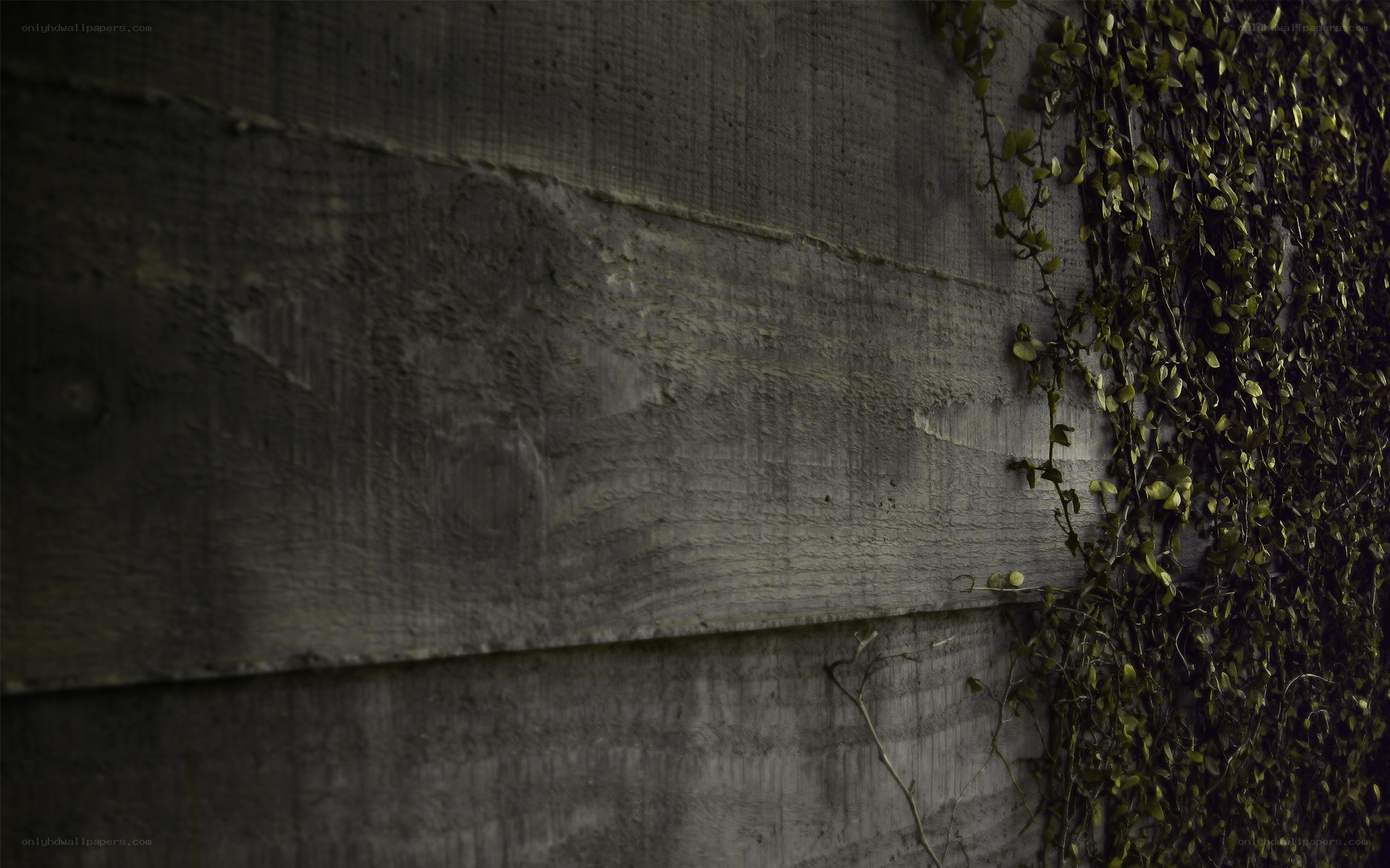 ivy climbing concrete wall