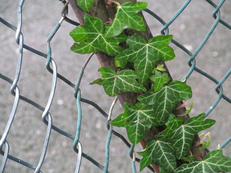 Ivy Climbing Fence