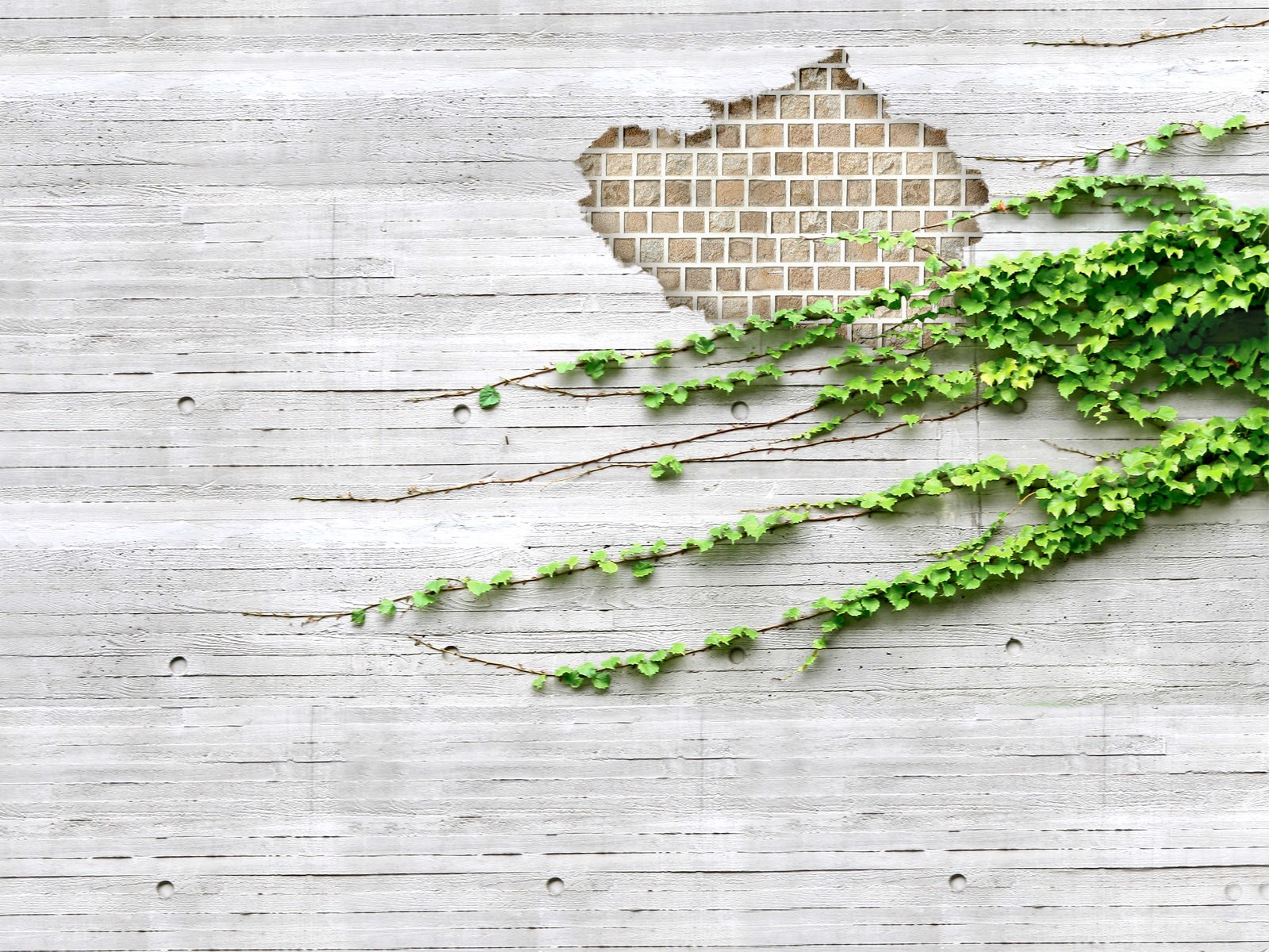ivy climbing on concrete wall