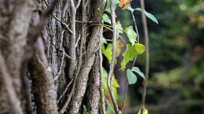 Ivy Climbing Tree Trunk — Brown