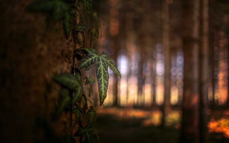 Ivy Climbing Tree Trunk — Green, Serene, Sunset