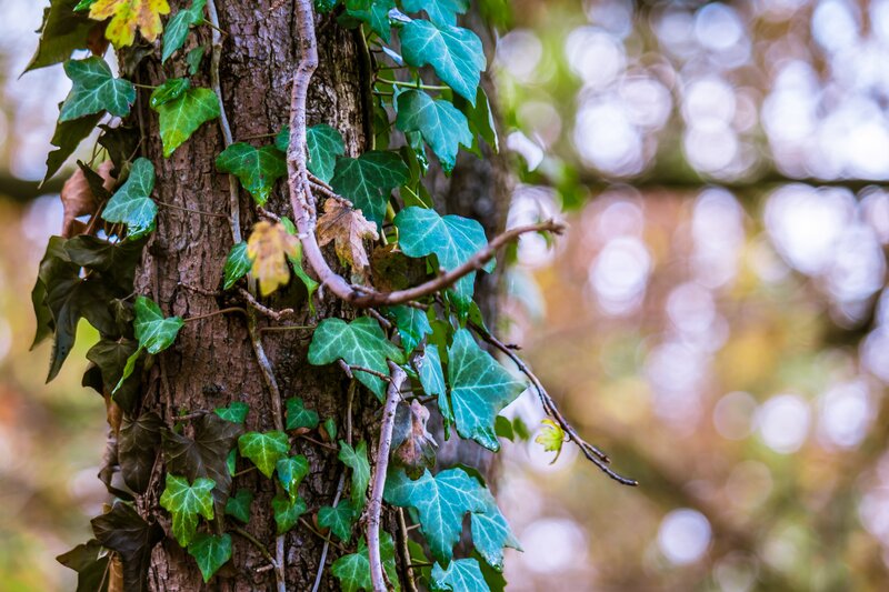 Ivy Climbing Tree Trunk — Green, Serene