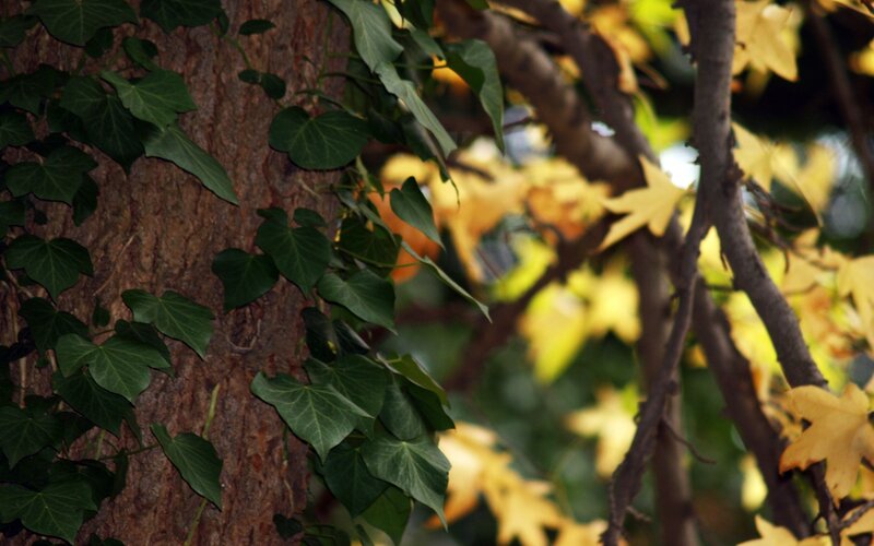 Ivy Climbing Tree Trunk — Green