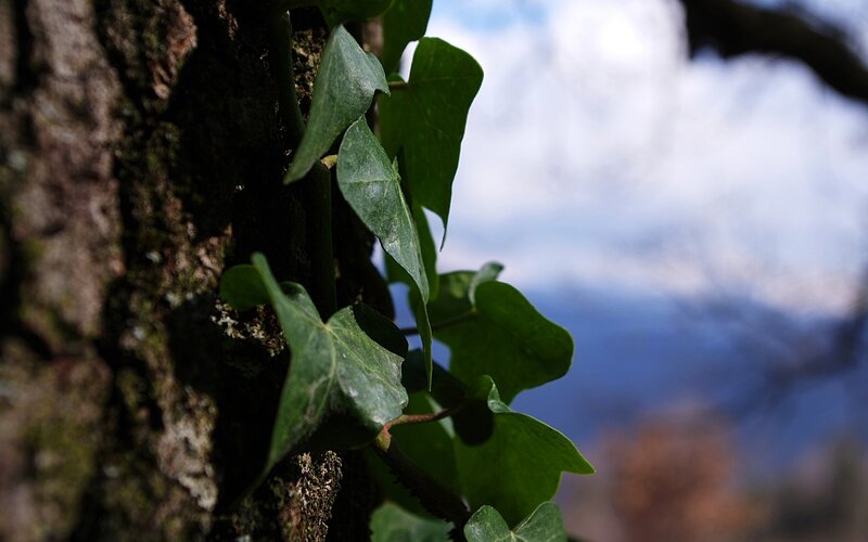 Ivy Climbing Tree Trunk