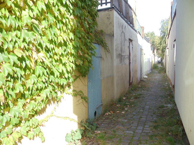 ivy-covered alleyway