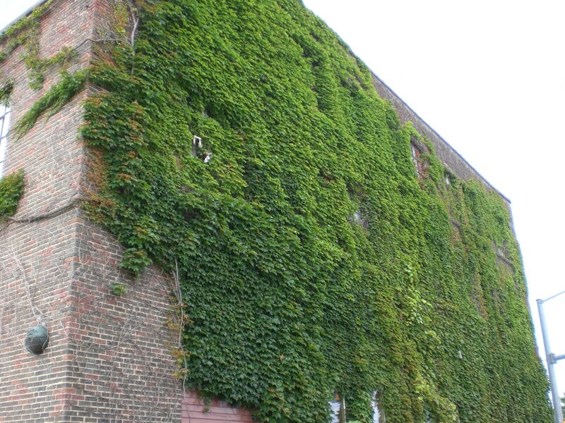 Ivy-covered brick building