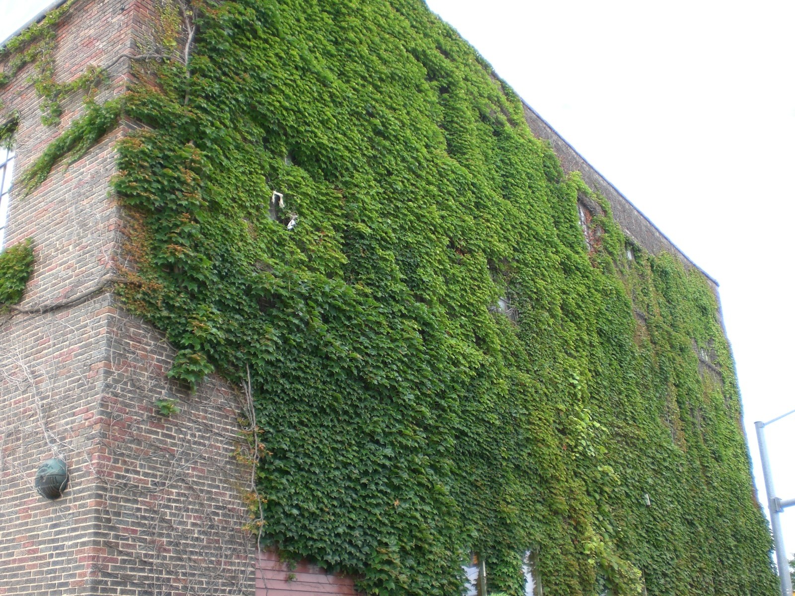 Ivy-covered brick building