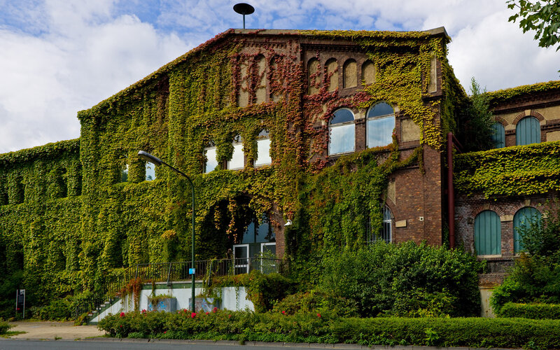 Ivy-covered brick building