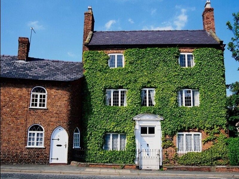 Ivy-covered brick house