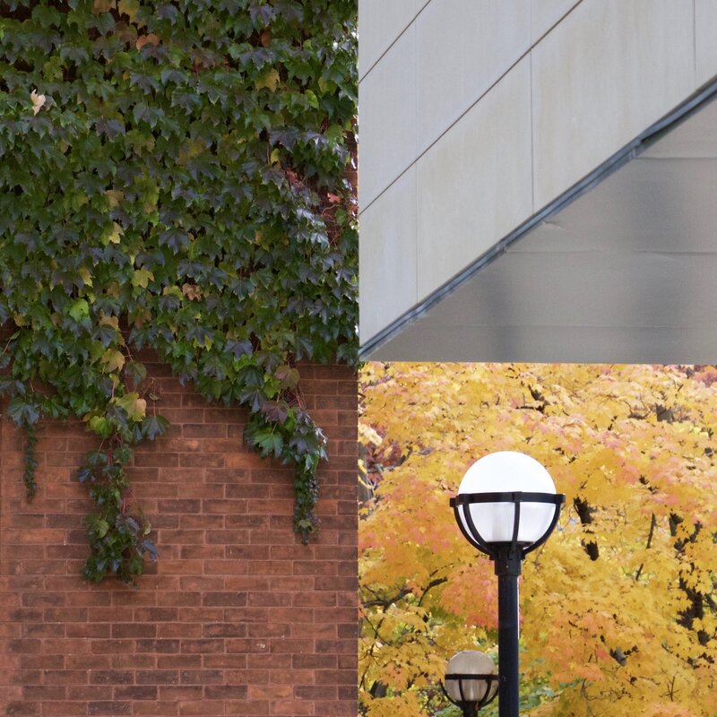Ivy-covered Brick Wall — Green, Calm