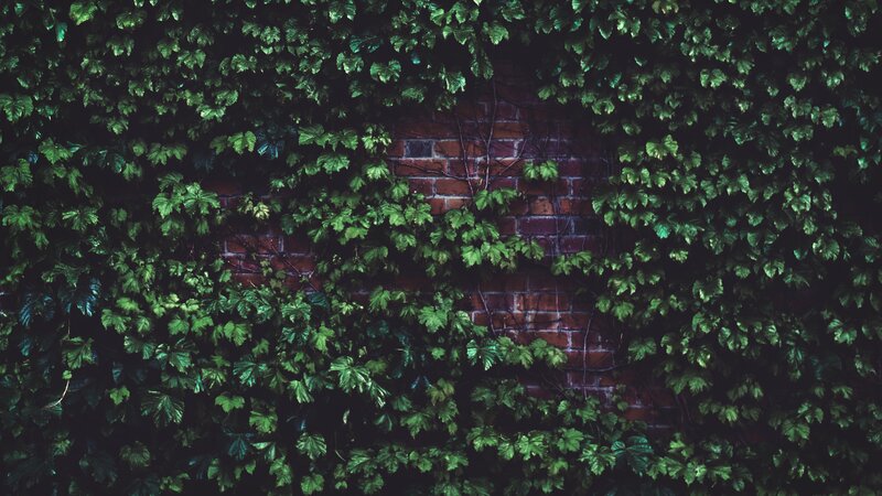 Ivy-covered Brick Wall — Green, Natural