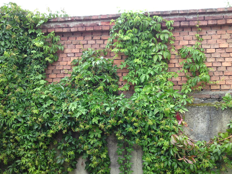 Ivy-covered Brick Wall — Green
