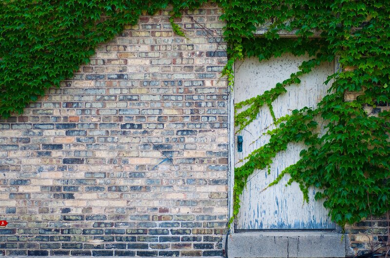 Ivy-covered brick wall