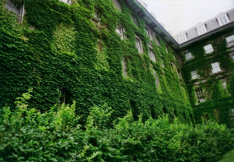 ivy-covered building courtyard