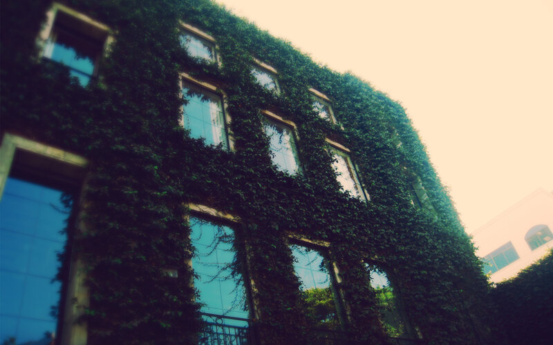 Ivy-covered building facade