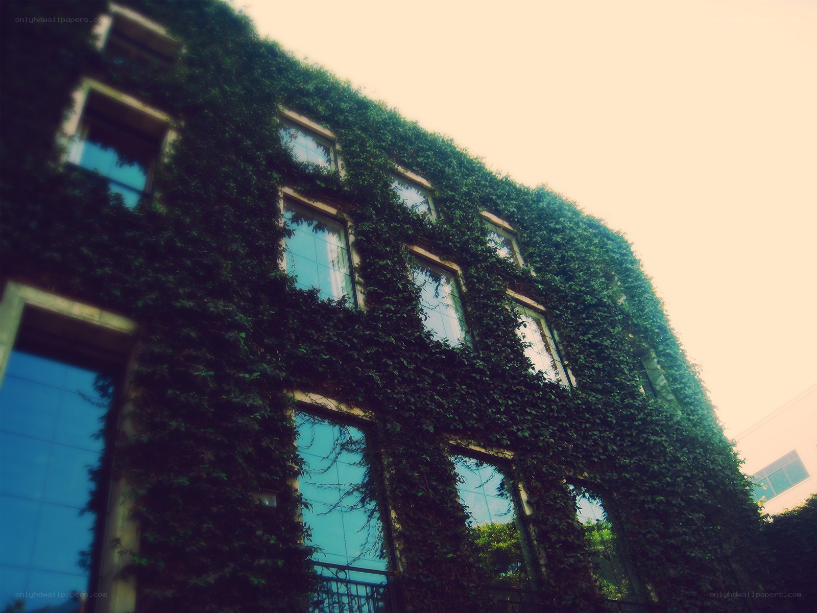 ivy-covered building facade