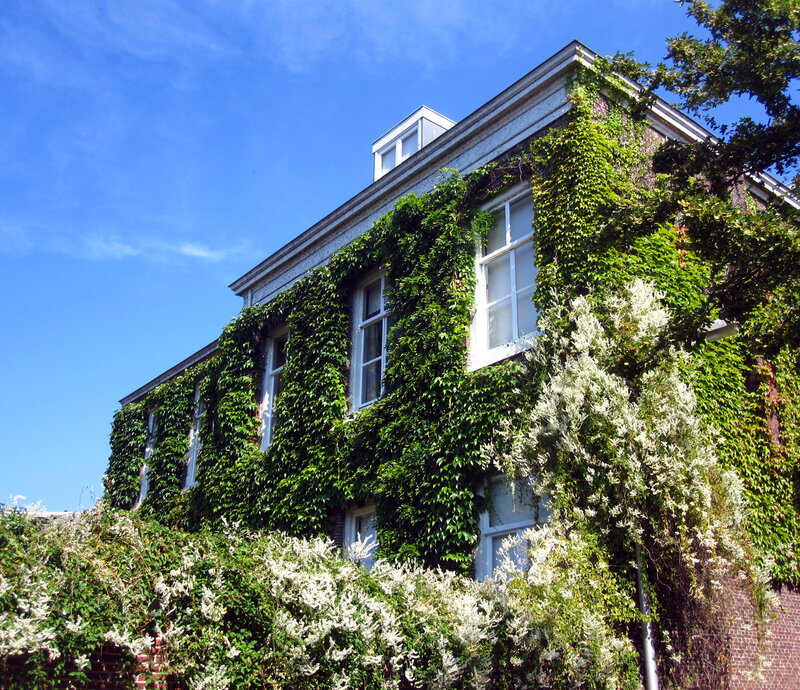 Ivy-covered Building — Green, Serene