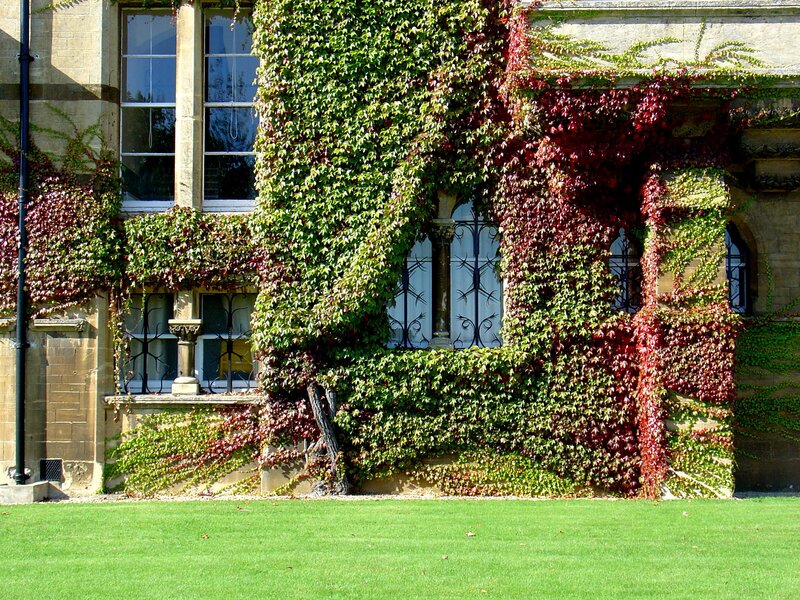 Ivy-covered Building Wall