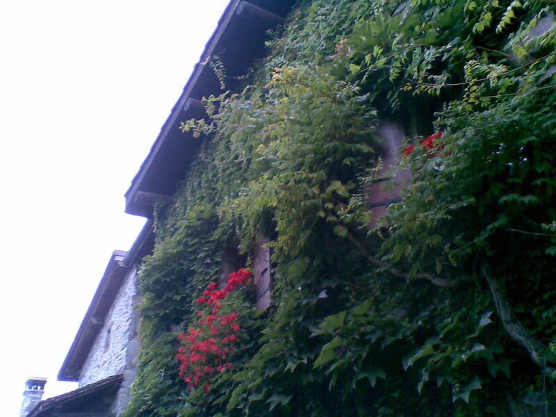Ivy-covered building with red flowers