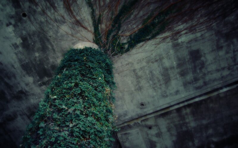 Ivy-covered Concrete Pillar