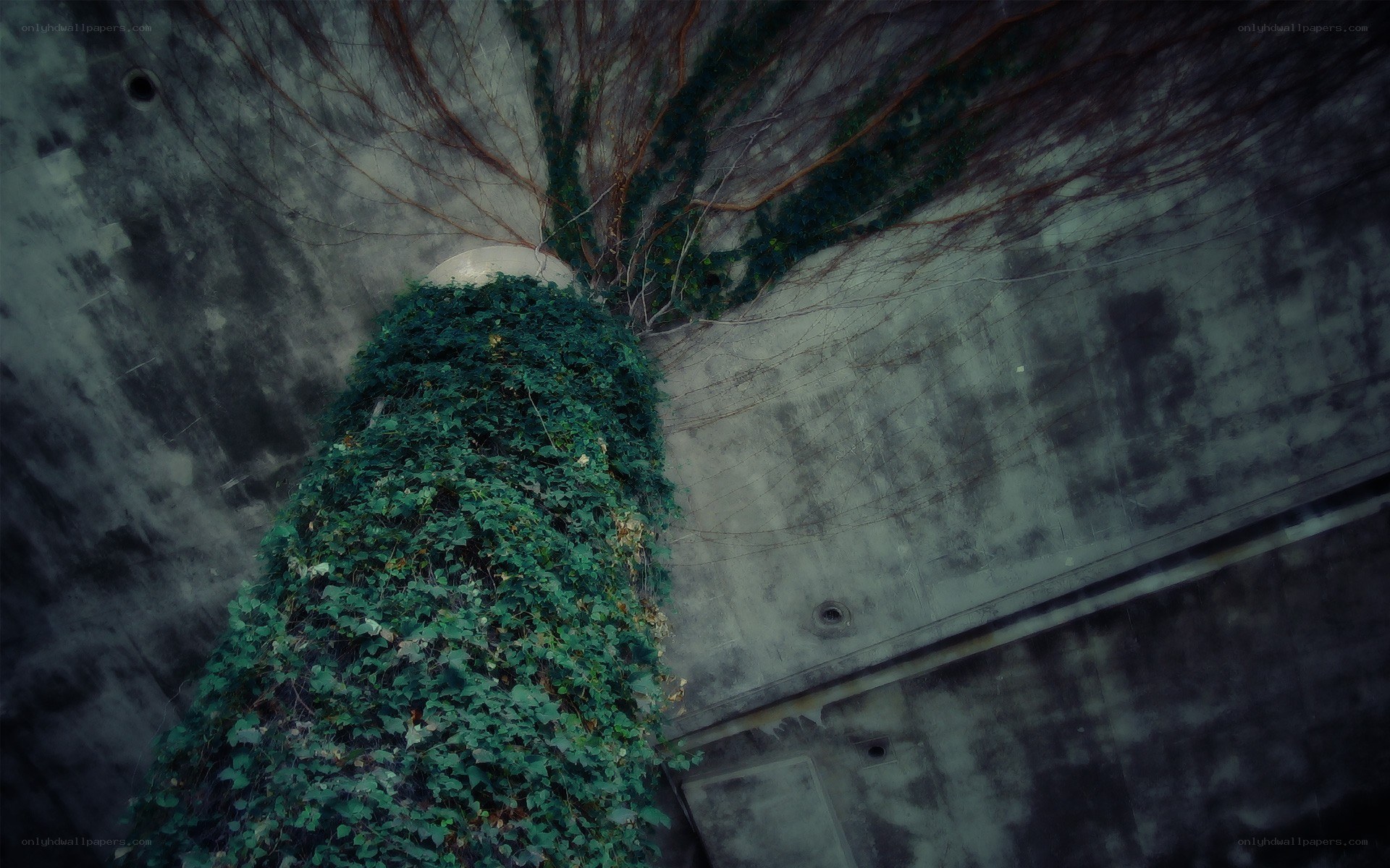 ivy-covered concrete structure