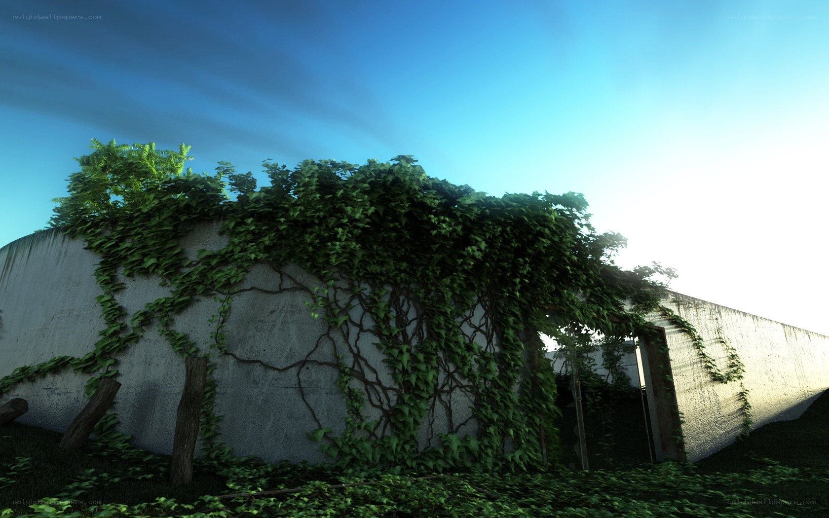 ivy-covered concrete wall