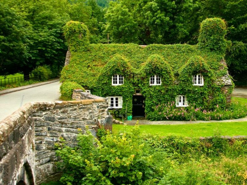 Ivy-covered Cottage — Green, Serene