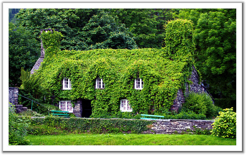 Ivy-covered cottage in forest