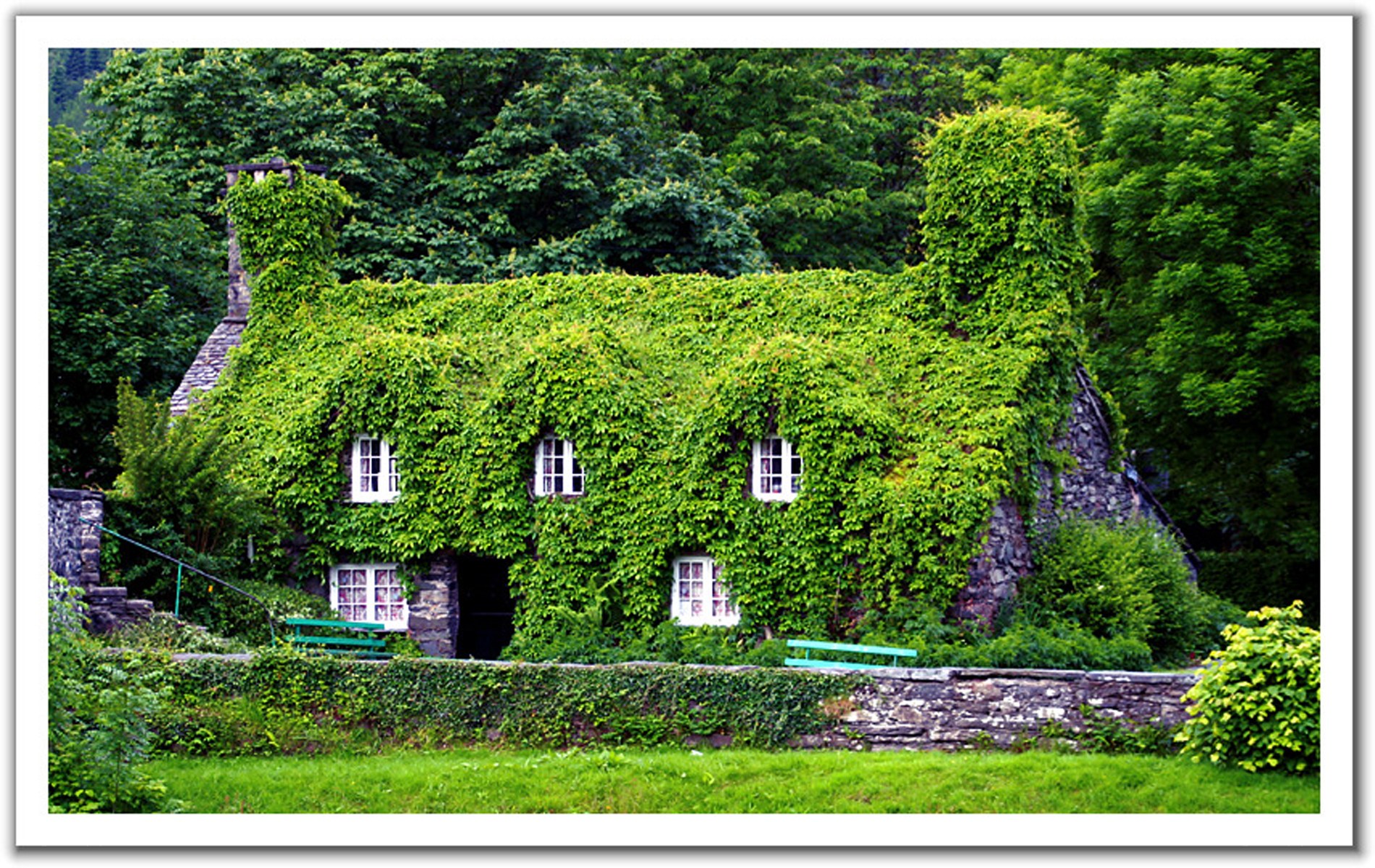 Ivy-covered cottage in forest
